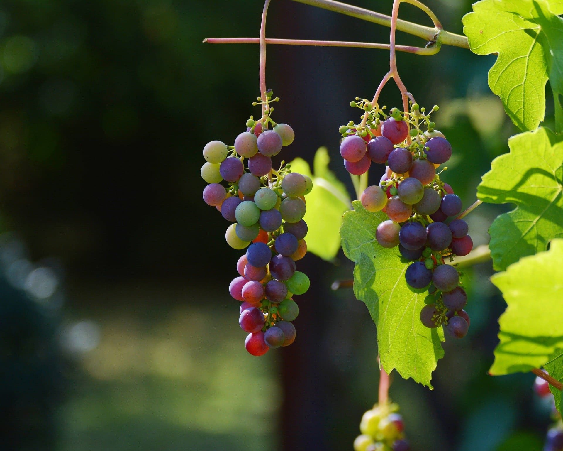 fmi-viti-vinicole